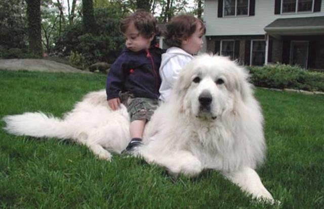 大白熊幼犬和萨摩耶幼犬的区别，幼犬品种特征比较