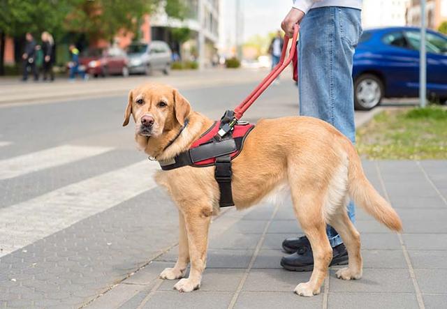 导盲犬常用品种，导盲犬培训方法