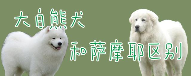 大白熊幼犬和萨摩耶幼犬的区别，幼犬品种特征比较