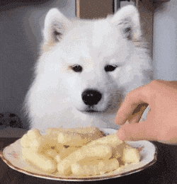 萨摩犬吃什么，萨摩犬饮食