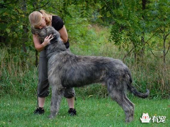 巨型圣伯纳犬，圣伯纳巨犬品种特点