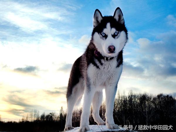 阿拉斯加雪橇犬与哈士奇，狼犬品种特点对比