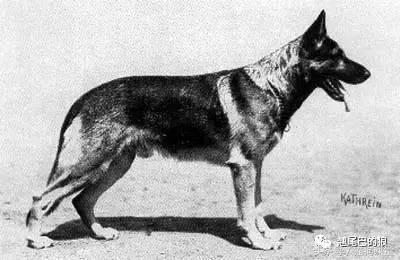 苏联红犬，东欧红犬