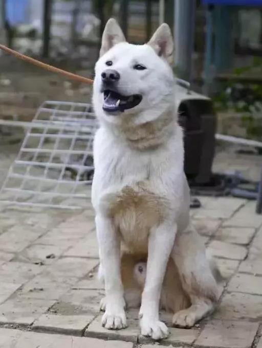 广西杂沙皮猎犬的优点，广西猎犬特点及优势