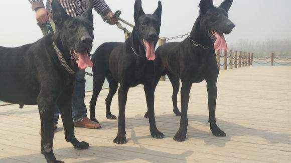 黑狼犬能长多大，黑狼犬的成年体重