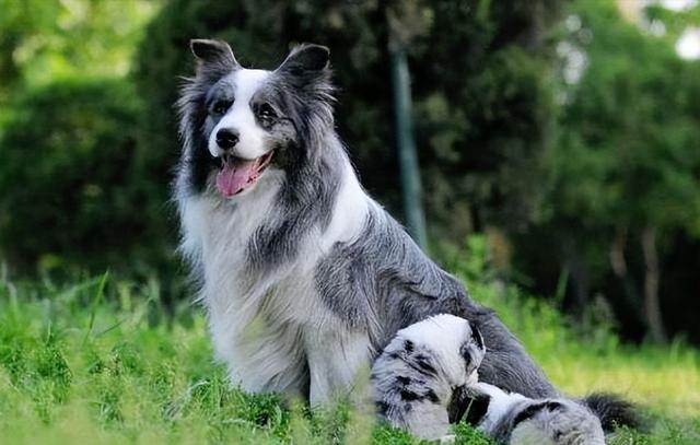 世界上最漂亮狗前十名，狗品种外貌特征排名