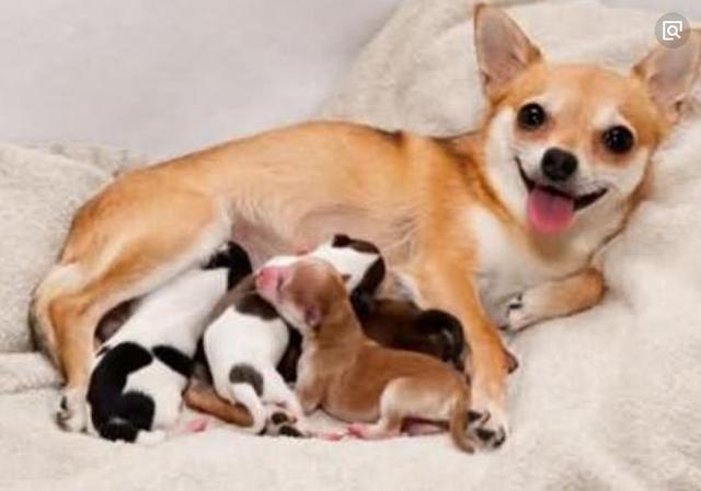 狗狗配种多久看出怀孕，犬只发情期多长时间