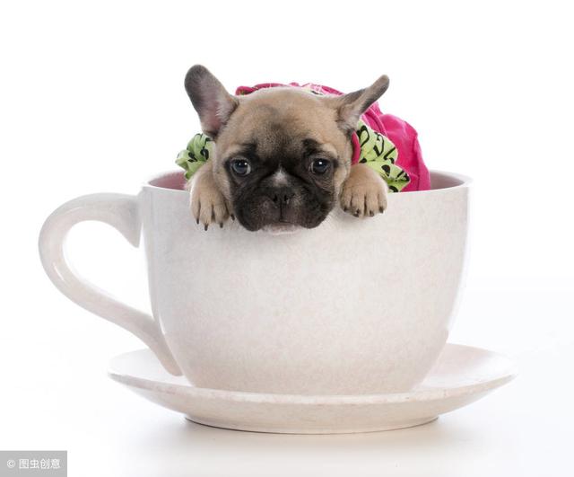 茶杯犬是怎么繁殖出来的，犬类繁殖特点
