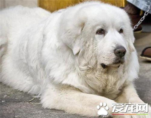 哪里可以买正宗大白熊犬，纯种大白熊犬购买