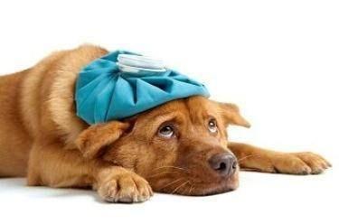 犬窝咳能自愈吗，治疗犬窝咳方法
