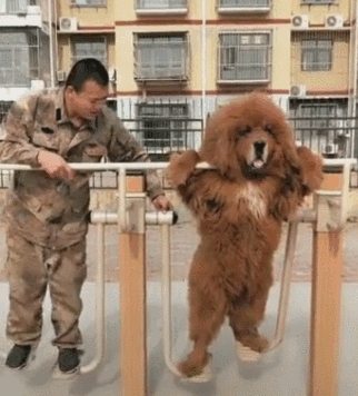纯种北京犬，纯种犬种特征