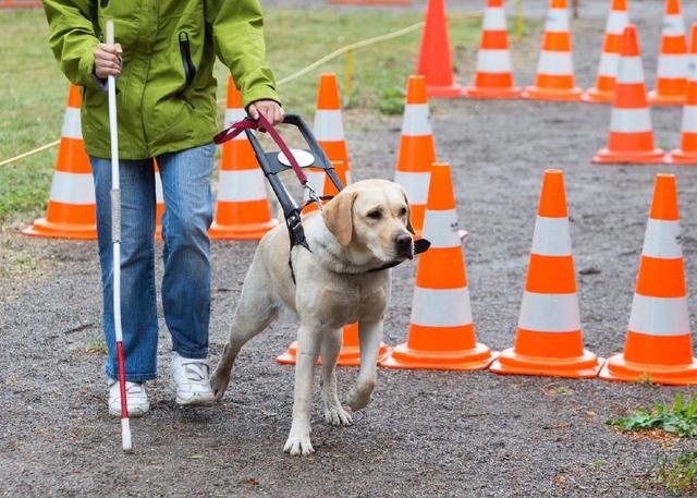 导盲犬常用品种，导盲犬培训方法