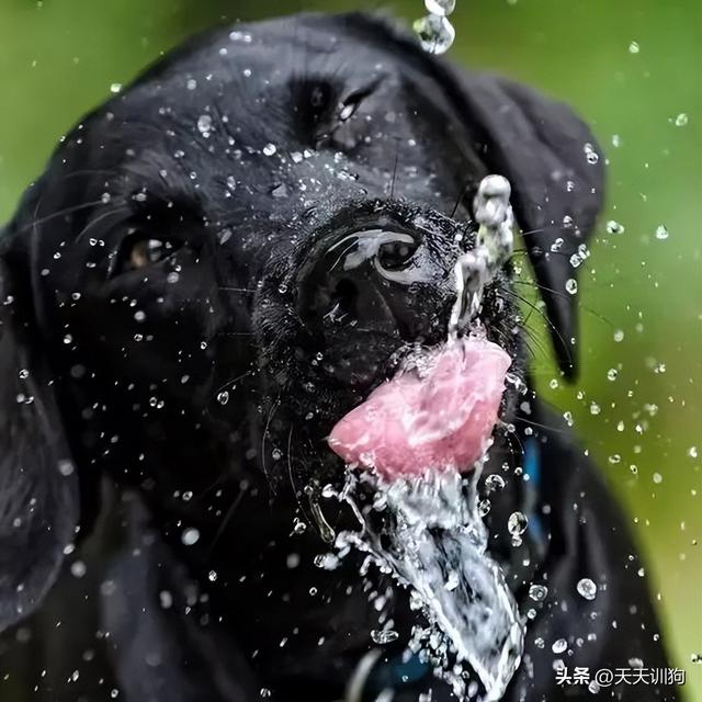 狗喝水是什么意思内涵，狗饮水含义深远