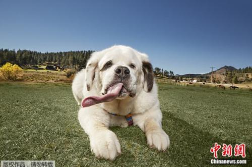 圣伯纳犬舌头，瑞士犬舌头大犬