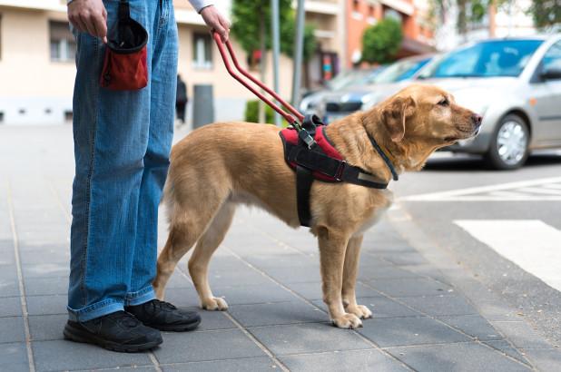日本导盲犬是什么品种，导盲犬培训流程