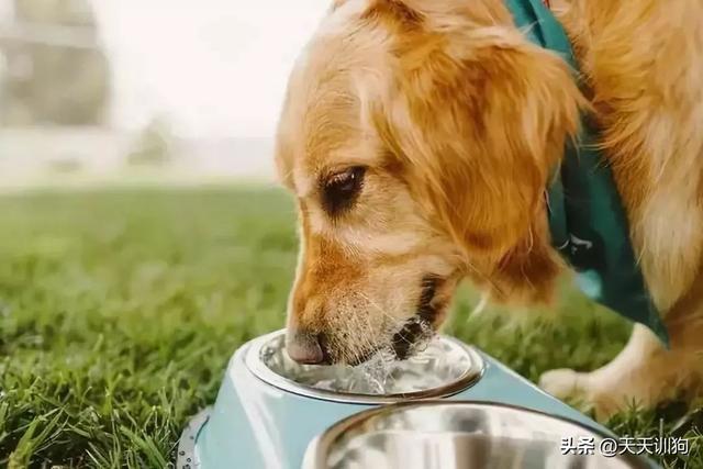 狗喝水是什么意思内涵，狗饮水含义深远