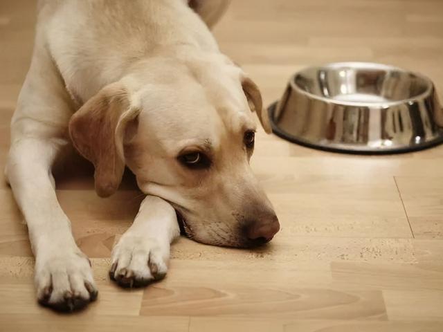 狗狗为什么宁愿挨饿也不吃狗粮呢，狗狗不喜欢吃狗粮的原因