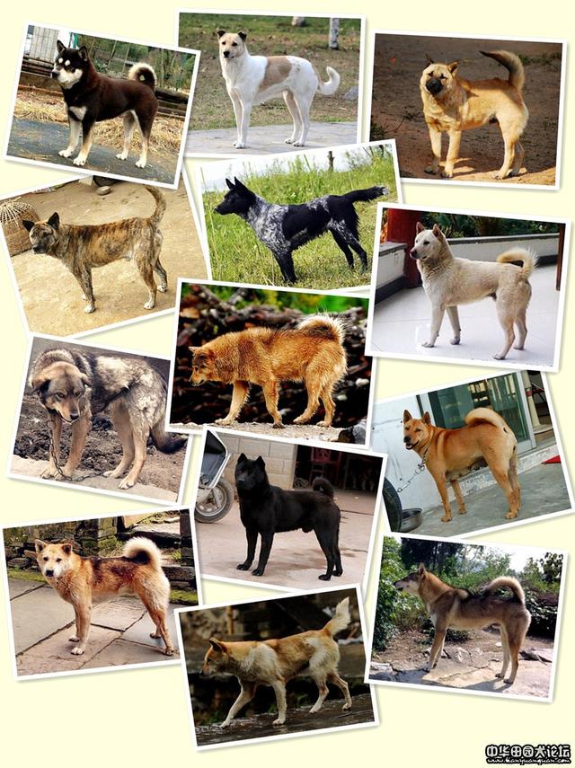中华田园犬纯种，中华田园犬培育历程