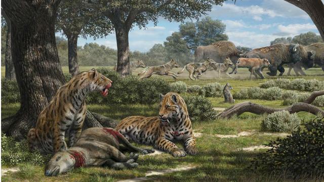 巨鬣狗vs剑齿虎，原始猫科动物对峙