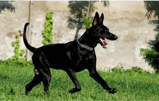 墨界黑狼犬的优缺点，墨界黑狼犬特点及教养技巧