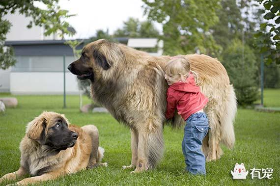 巨型圣伯纳犬，圣伯纳巨犬品种特点