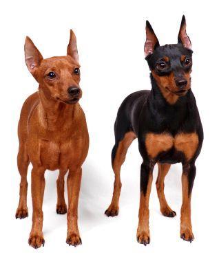 长耳朵狗狗的品种，长耳狗犬种类