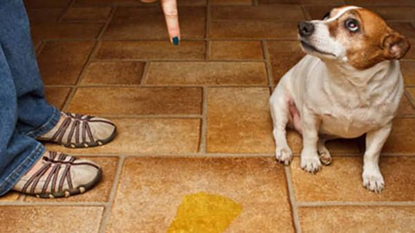 怎么引导小狗在尿垫大小便，如何训练小狗使用尿垫