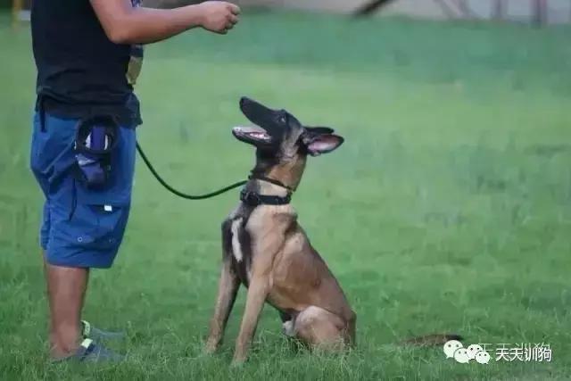 训练马犬最简单的办法，训练宠物犬技巧
