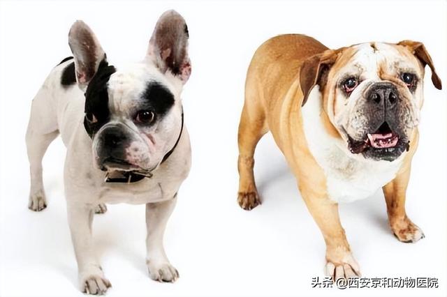 英斗犬和法斗犬的区别，英斗犬和法斗犬的不同点