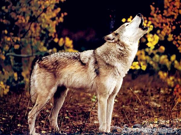 阿拉斯加雪橇犬与哈士奇，狼犬品种特点对比