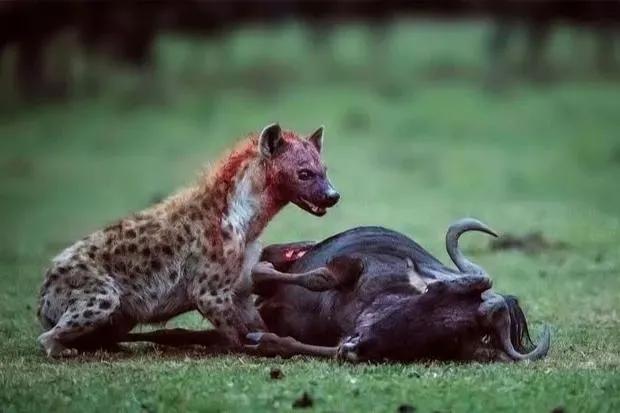 斑鬣狗和狼哪个厉害，狼和斑鬣狗谁更凶猛