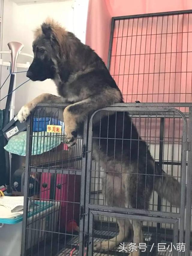 高加索犬有多大，高加索犬体型