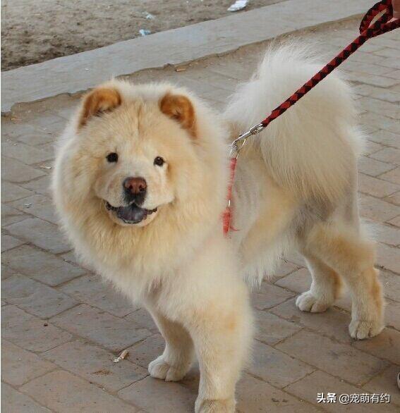 广东松狮犬，狮犬品种