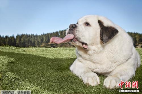 圣伯纳犬舌头，瑞士犬舌头大犬