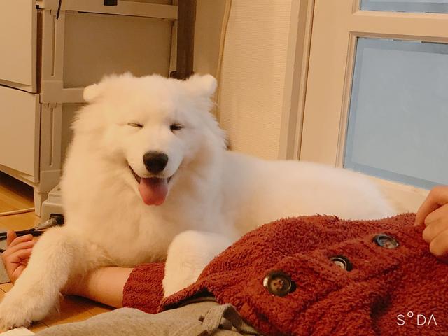 萨摩耶大狗照片，可爱萨摩耶狗图片