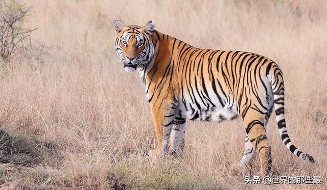 纯种藏獒和老虎哪个厉害，藏獒与老虎相比哪个更强