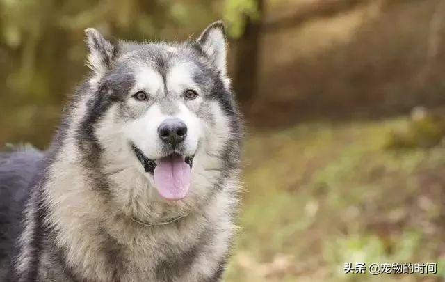 阿拉斯加雪橇犬成年，成年阿拉斯加雪橇犬饲养