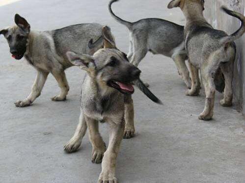 狼青犬如何训练才会听话，犬的训练技巧与方法