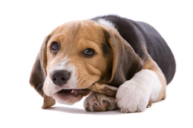 狗狗真菌性皮肤病用什么药，犬真菌感染治疗