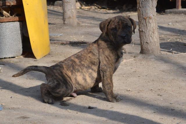 加纳利犬有几个品种，加纳利犬品种
