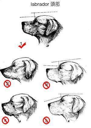 黑色拉布拉多幼犬鉴别，幼犬品种辨识方法