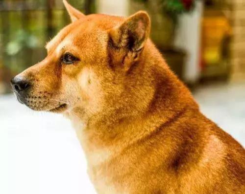 广西杂沙皮猎犬的优点，广西猎犬特点及优势