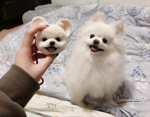 日本银狐犬和博美的区别，宠物狗品种比较