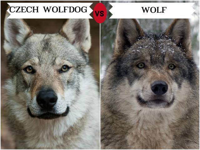 狼犬捷克，捷克狼犬训练方法
