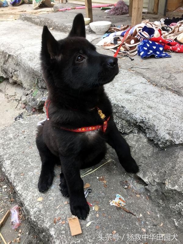 长不大的小黑狗是什么品种，小型黑色狗狗品种