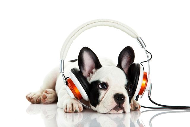适合狗狗听的歌，狗狗喜欢的音乐
