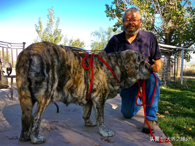 西班牙獒犬300斤，獒犬饲养要求