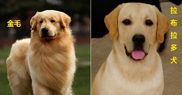 拉布拉多犬和金毛哪个更适合家养，家养拉布拉多金毛选择