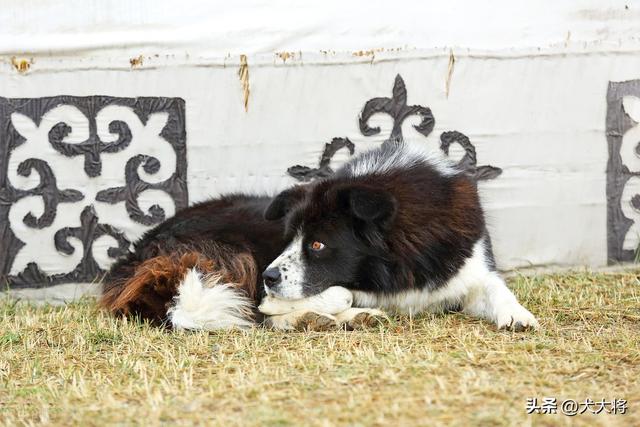 蒙古獒犬，獒犬品种