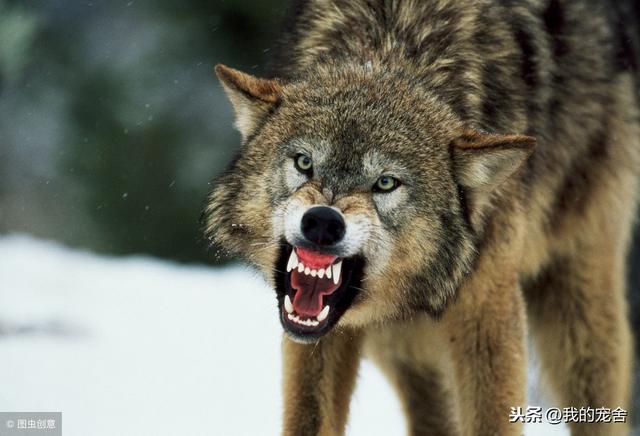 野生藏獒和狼谁厉害，狼与藏獒谁更危险